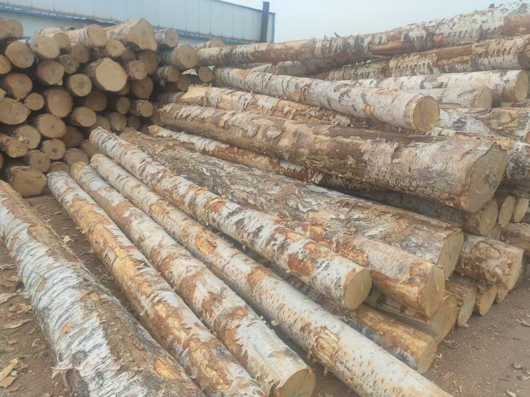 Selected birch wood logs